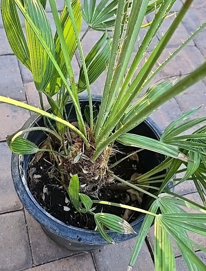 Mediterranean Fan / European Palm Tree, Chamaerops Humilis, 12+ Years Old, 48″