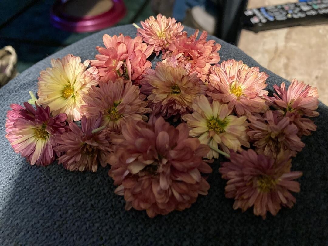 PINK Chrysanthemum Flowers 250 PINK Mum Seeds USA Seller Grown