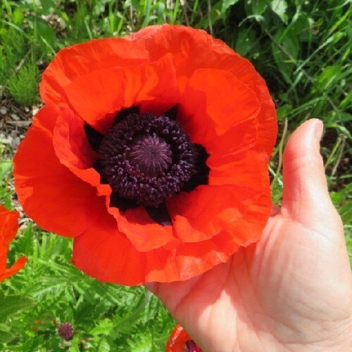 5,000 Prince of Orange Perennial Orientale Poppy Seeds Fresh, Organic and Rare