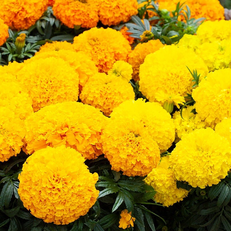 Marigold Seeds 25 Seeds Marigold Big Top Mix African Marigold Seeds F1