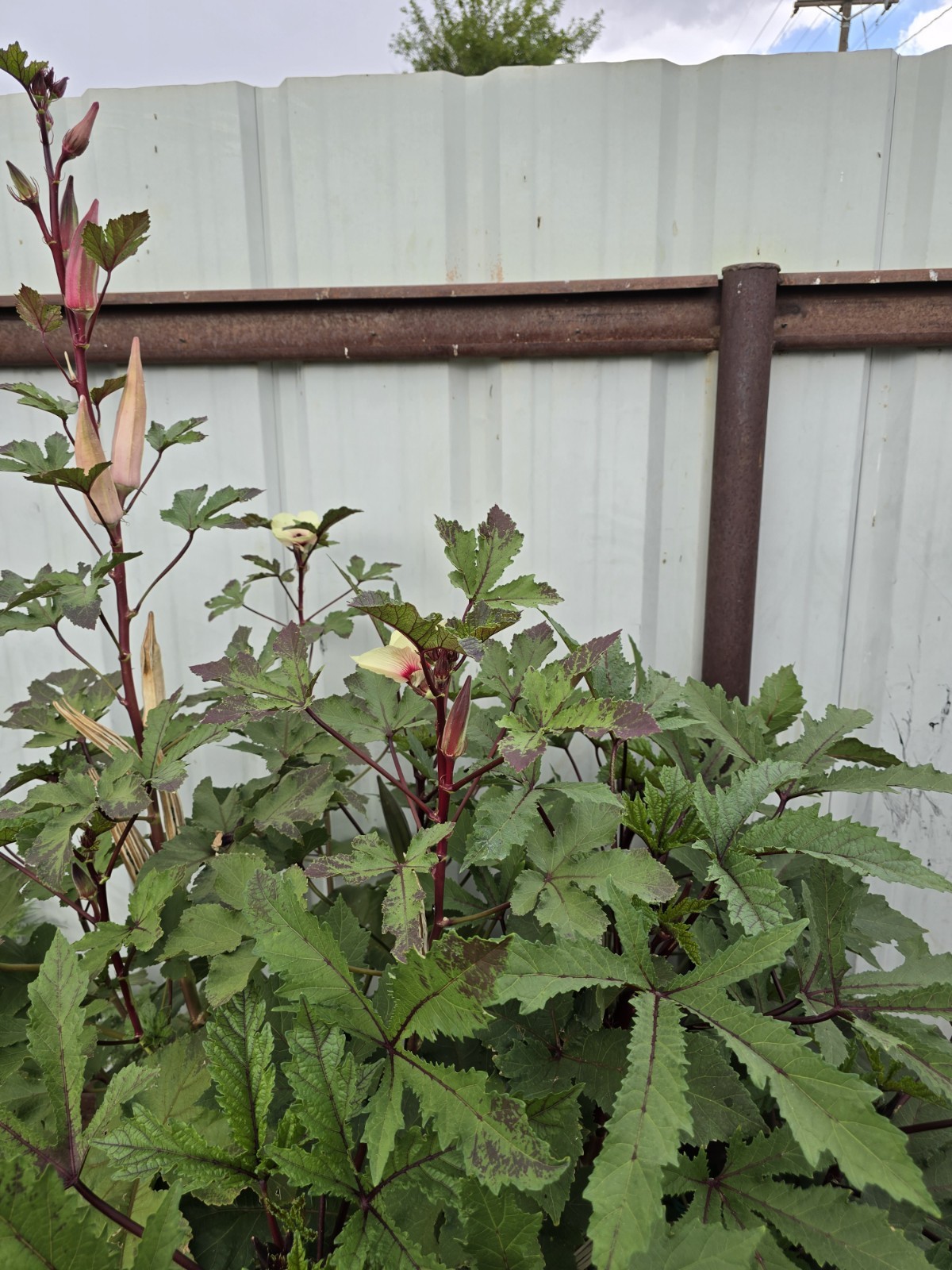 100 Okra Seeds Red Burgundy Non-GMO Heirloom BOGO 50% OFF