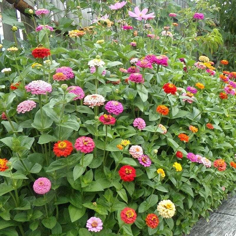200+ CUT AND COME AGAIN ZINNIA SEEDS – FLOWERS —– BUTTERFLIES – HUMMINGBIRDS