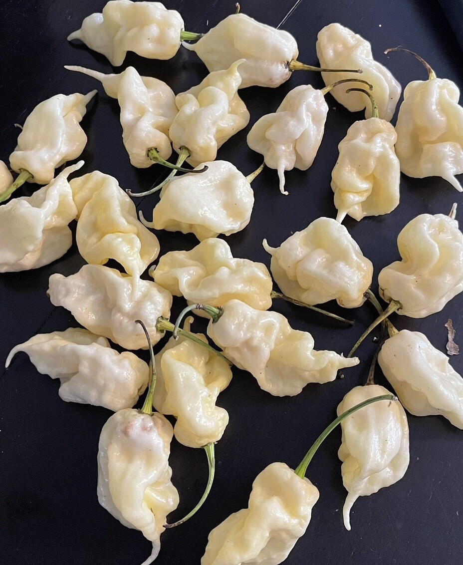 10 White Ghost Scorpion Superhot Pepper Seeds