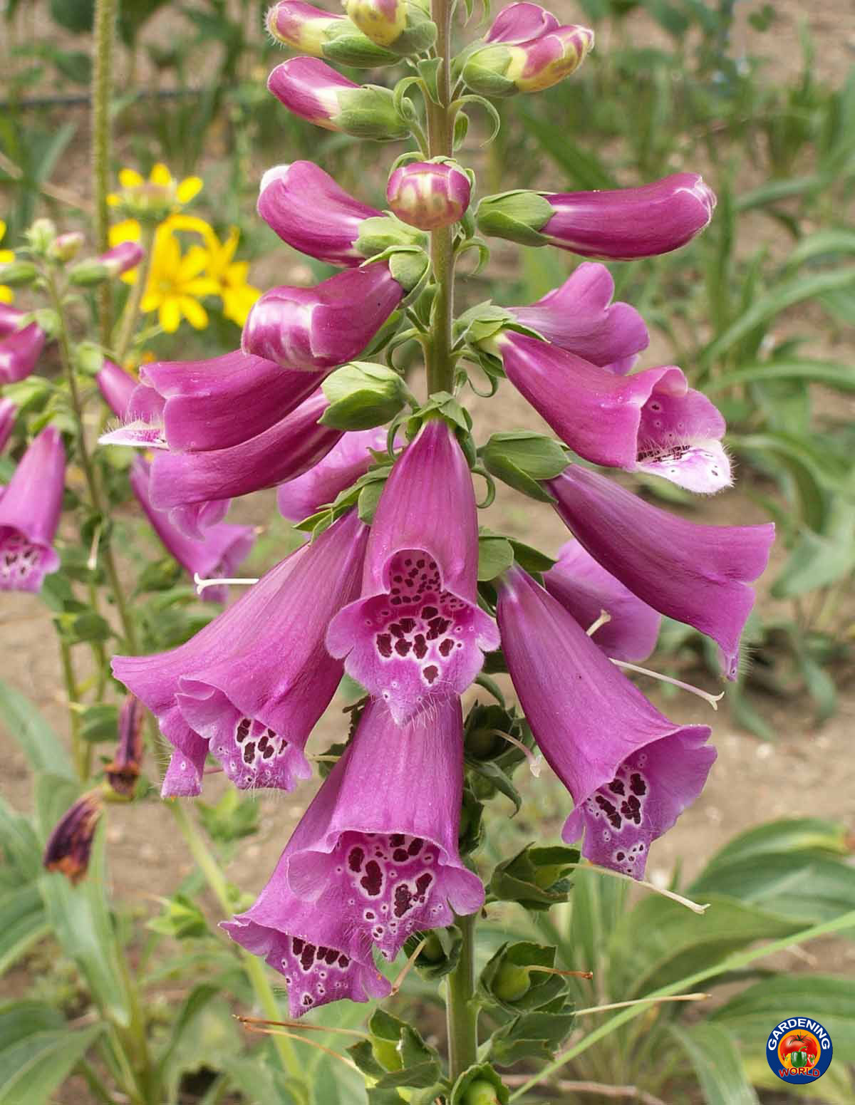 1oz FOXGLOVE Flower Seeds Digitalis Purpurea Lady’s Glove Mixed colors 295,000