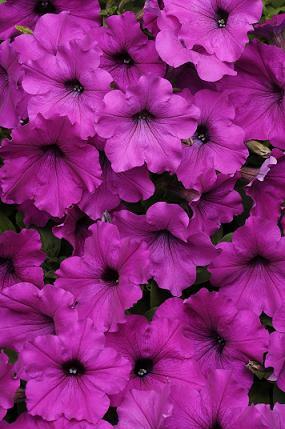 Petunia Easy Wave Violet 100 seeds