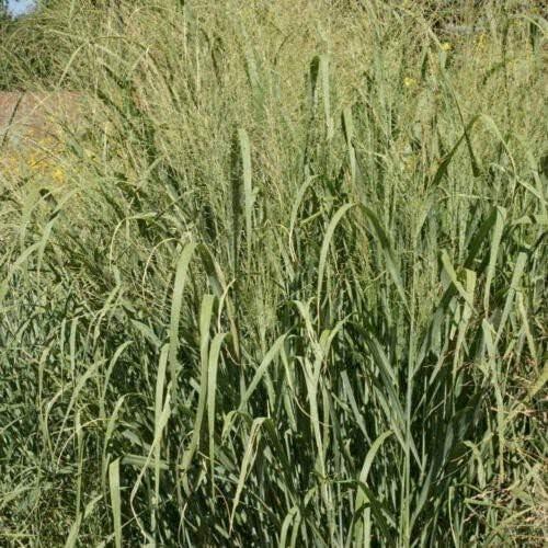 Cave-in-Rock Switchgrass 100 Seeds Pollinator Support Wildlife & Habitat