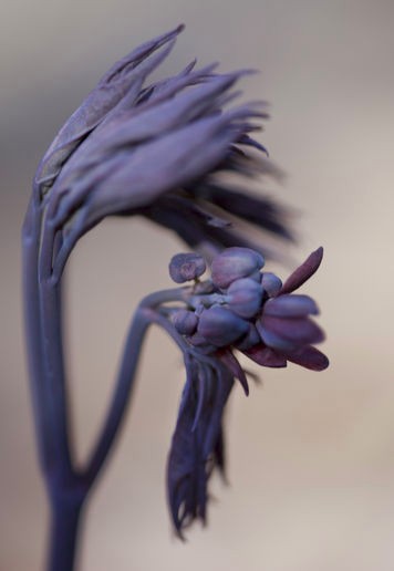 1 Blue Cohosh Bare Root Plant: Woodland Garden Perennial – Winter Hardy