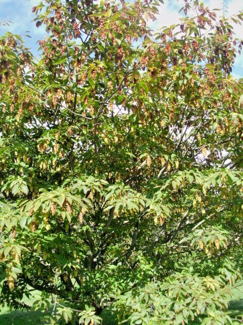 20 JAPANESE HORNBEAM SEEDS – Carpinus japonica