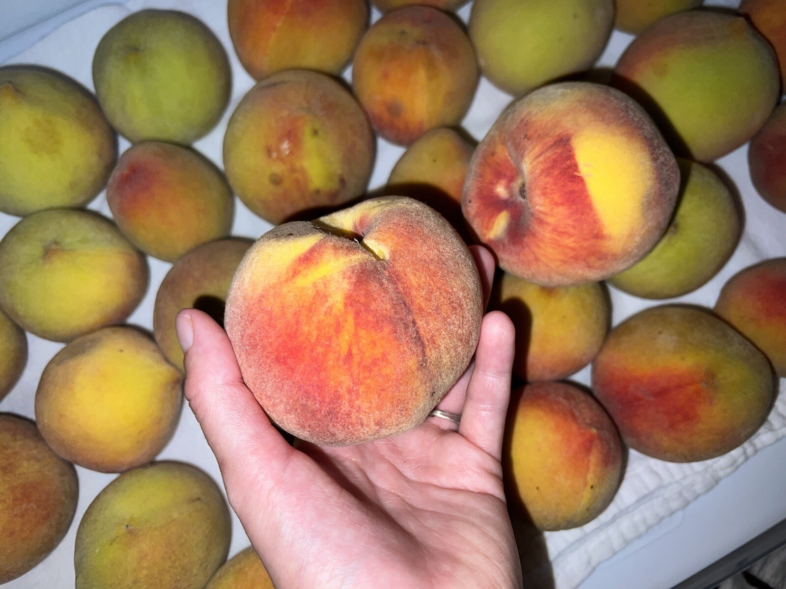 FRESH 2022 🍑 WILD California Sweet Yellow Cling Peach Tree FRUIT Seeds 40 Avail