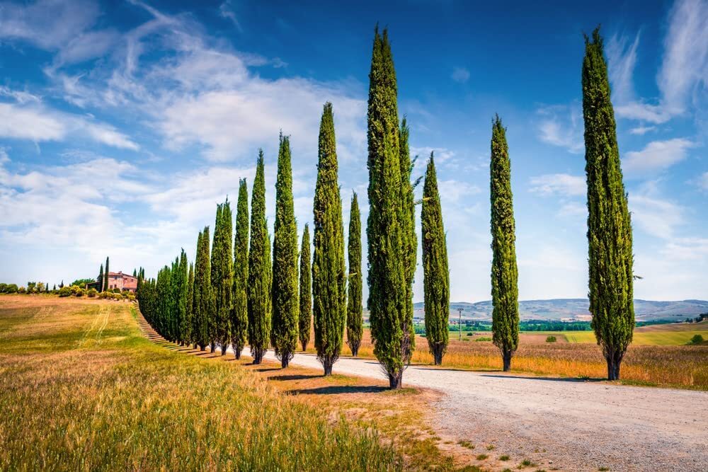 100 Italian Cypress Seeds for Planting | Exotic Evergreen Tree Seeds to Grow, Gr