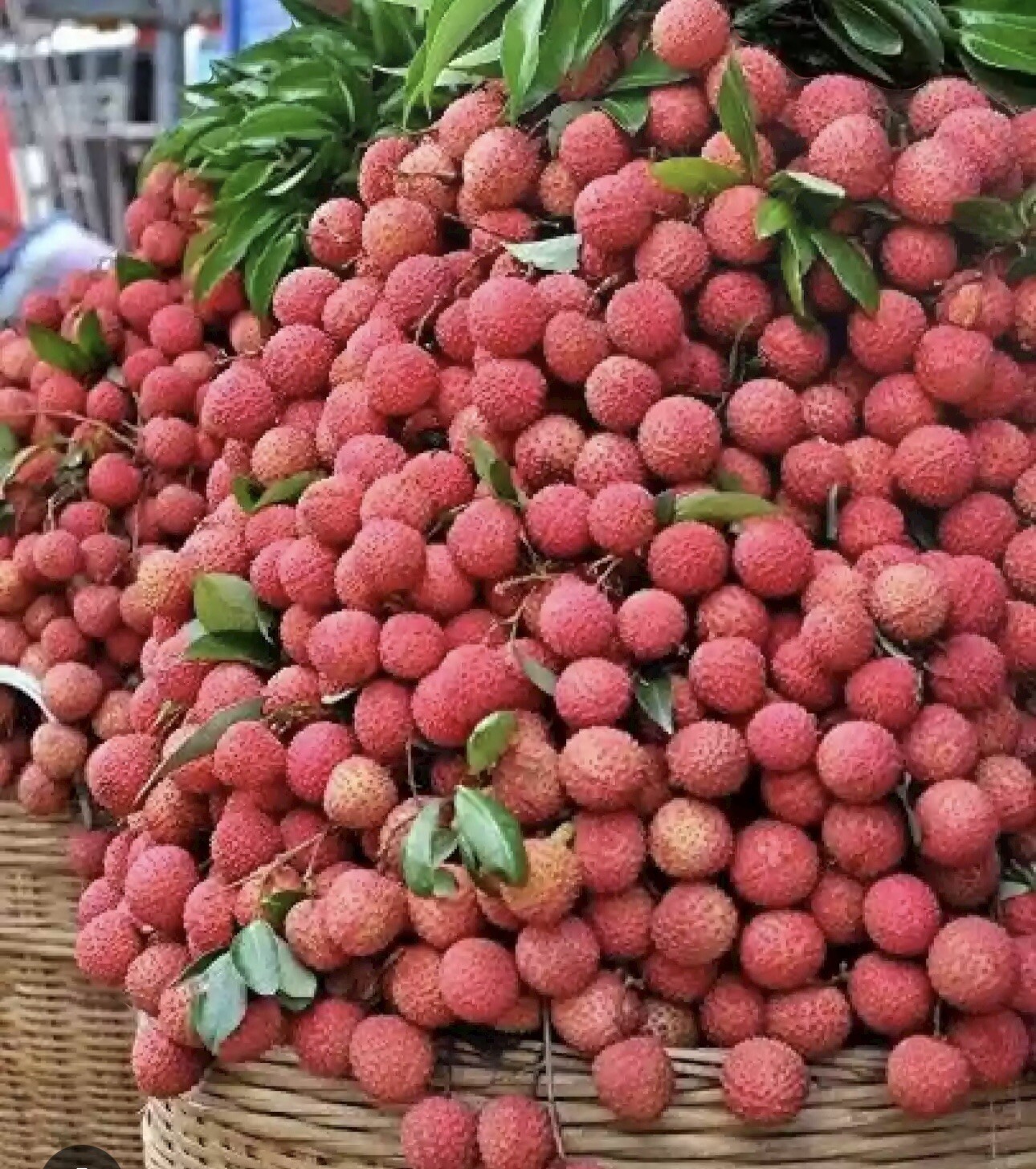 Litchi Chinensis 10 Seeds, Fragrant Chinese Strawberry Lychee Fruit Tree
