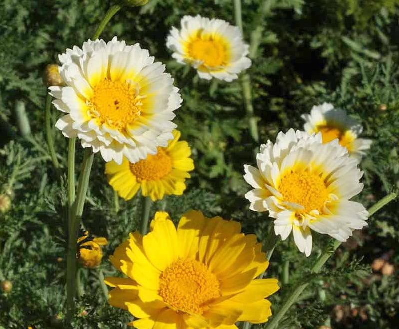 4oz Garland Crown Daisy Flower Seeds Chrysanthemum (Approx 78,000 Seeds)