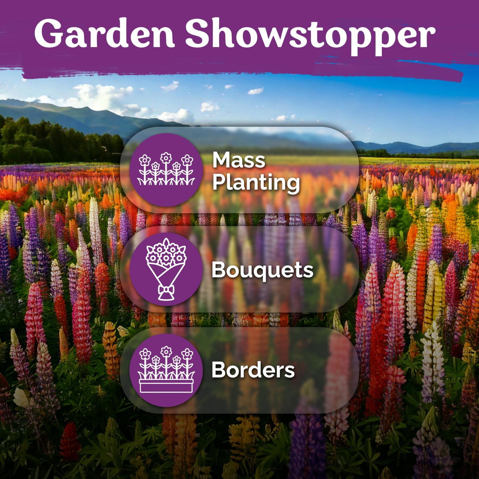 KVITER 250 Mix Russell Lupine Seeds (Lupinus Polyphyllus)