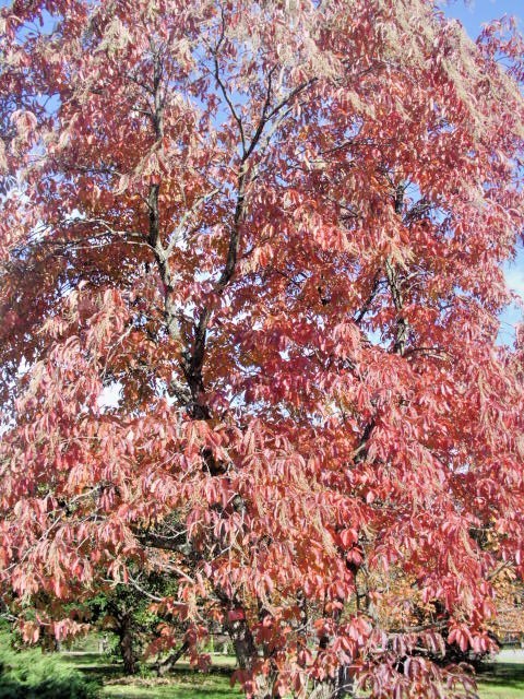 30 SOURWOOD or sorrel tree SEEDS – Oxydendrum arboreum