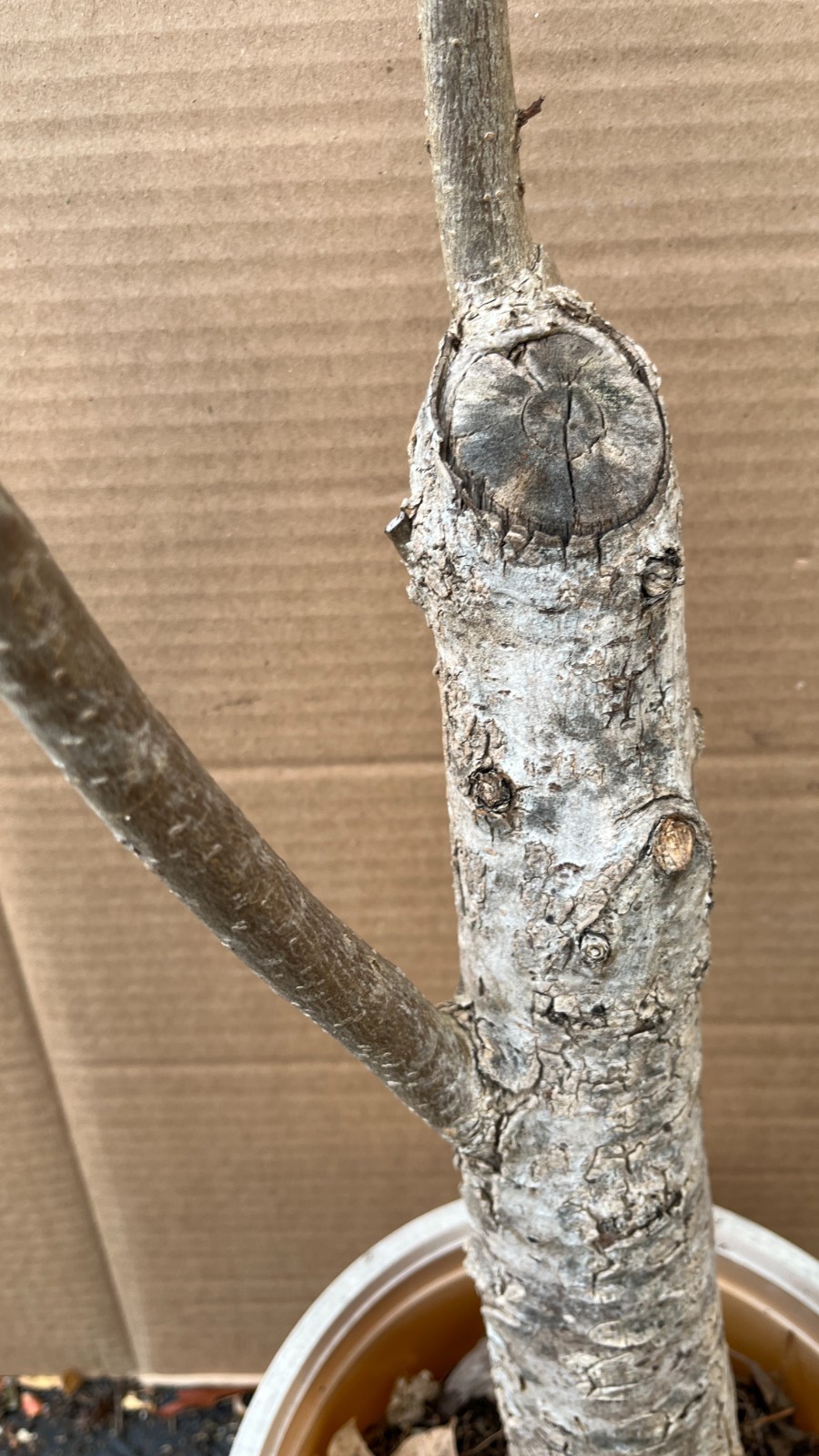 Exact plant #26 Catalpa speciosa , 6-7 year old stubby bonsai,Northern catalpa,