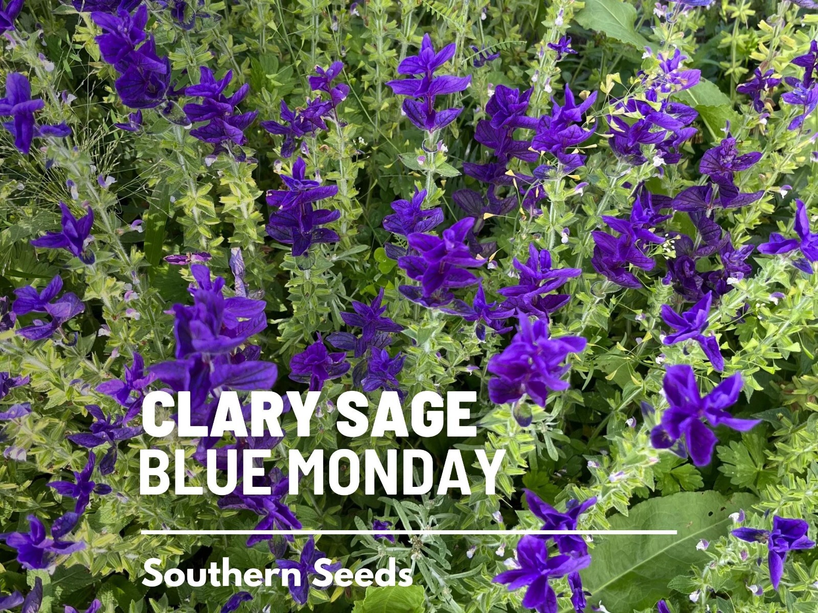 Clary Sage, Blue Monday – 50 Seeds – Heirloom Herb, Medicinal Plant, Easy to Gro