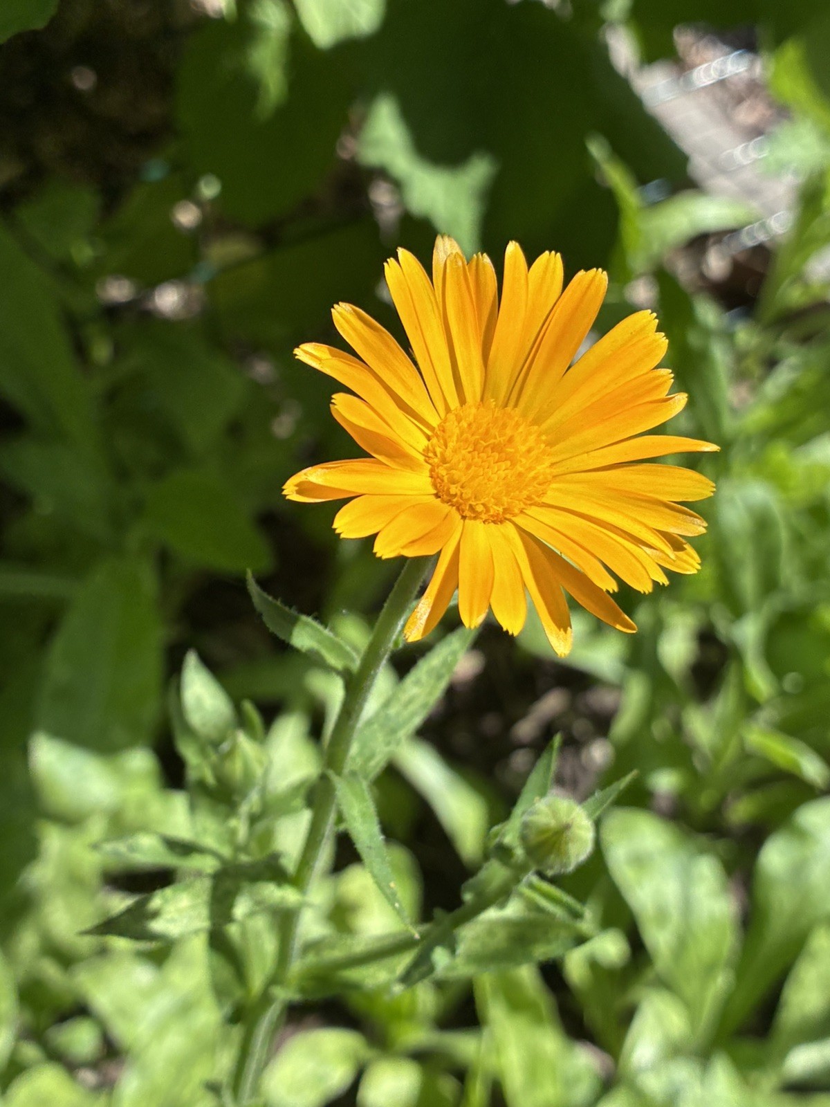 Calendula/Pot Marigold: Mixed Types- Great For Salves, Cut flowers-50 seeds