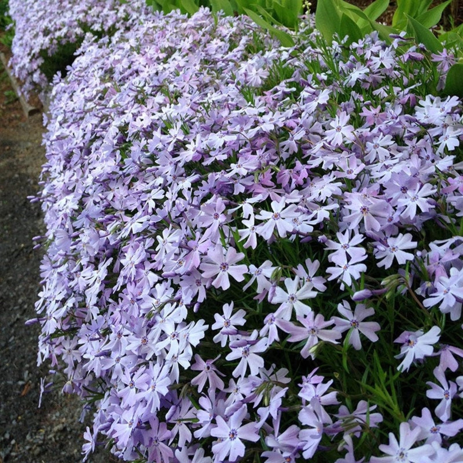 1200+ Creeping Phlox Seeds for Planting – Annual Phlox Seeds Perennial Ground…