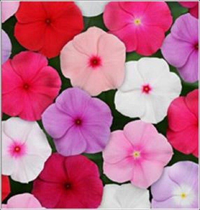 Vinca Seeds Titan Mix F1 Vinca 25 Seeds