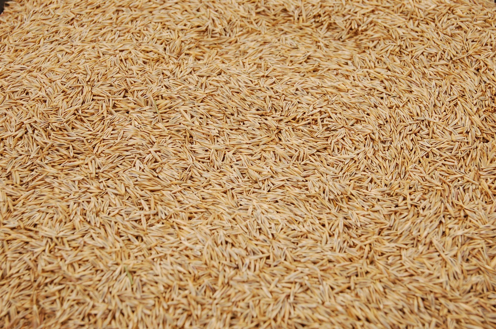 Premium Creeping Red Fescue Grass Seed – 3lb, Oregon Grown, No Fillers, Shade To