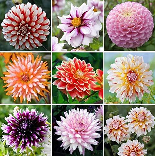 Exotic Mix Dahlia Flower Seeds, Exotic Mix (Big Pack) 200+ Seeds – Made in USA,