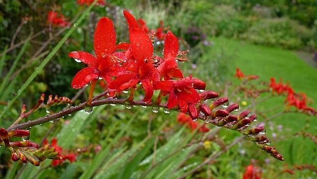 crocosmia lucifer. 112 SEEDS, bright red flowers, EZ to grow seeds, USA seller