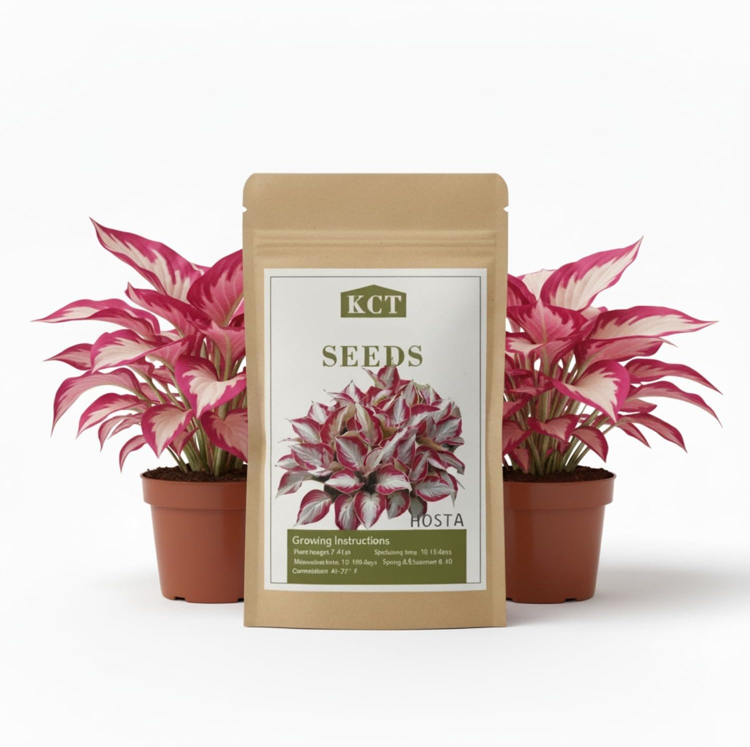 100+ Hosta Seeds for Planting Outdoors, Rare Perennial Flower Seeds, Shade Lovin