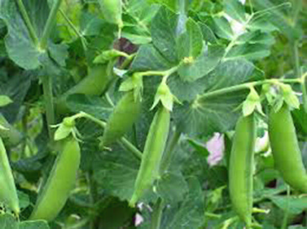 PEAS, SUGAR DADDY SNAP, HEIRLOOM, 100+ SEEDS, GREAT FOR SALADS / SNACKS