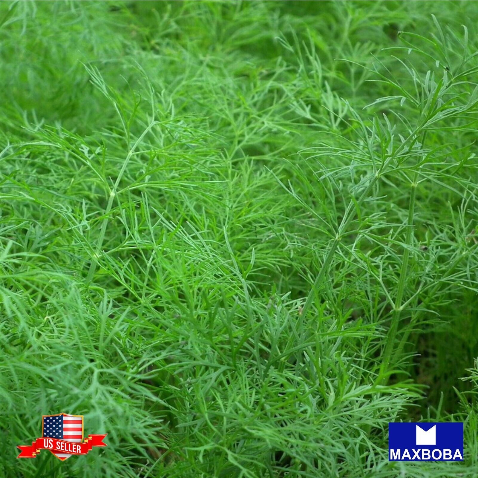Dukat Dill 500 Seeds Non-GMO Heirloom BTGO 75% OFF