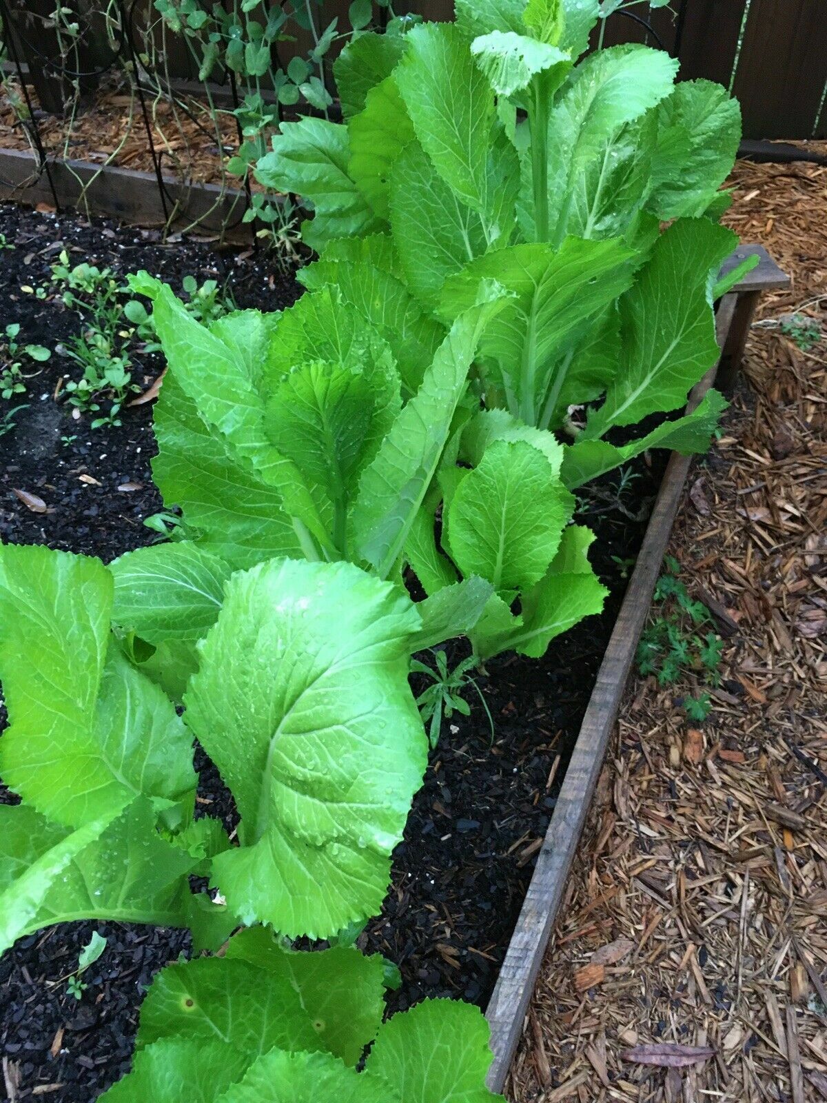Florida Broadleaf Mustard 1/2 oz Seeds Garden Planting Non-GMO