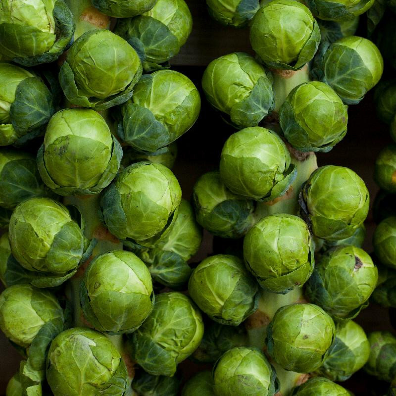 1500 Brussel Sprouts – Catskill – Premium Non-GMO, Open Pollinated, US Grown
