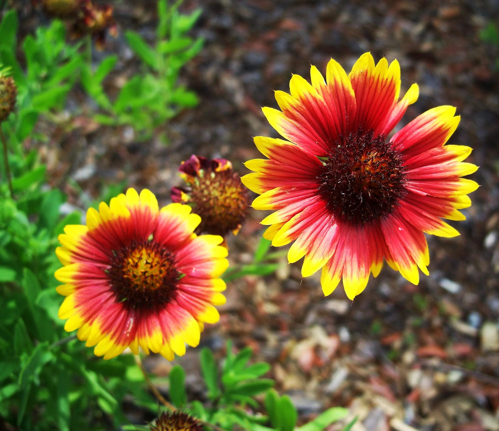 Indian Blanket Flower Seeds | Gaillardia Blanketflower Red Wildflower Seed 2025