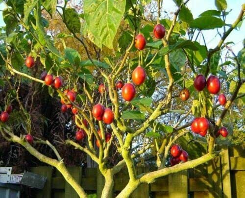 Tomato Tree Bonsai Seeds for Planting – 10 Rare Seeds – Tamarillo, Cyphomandra b