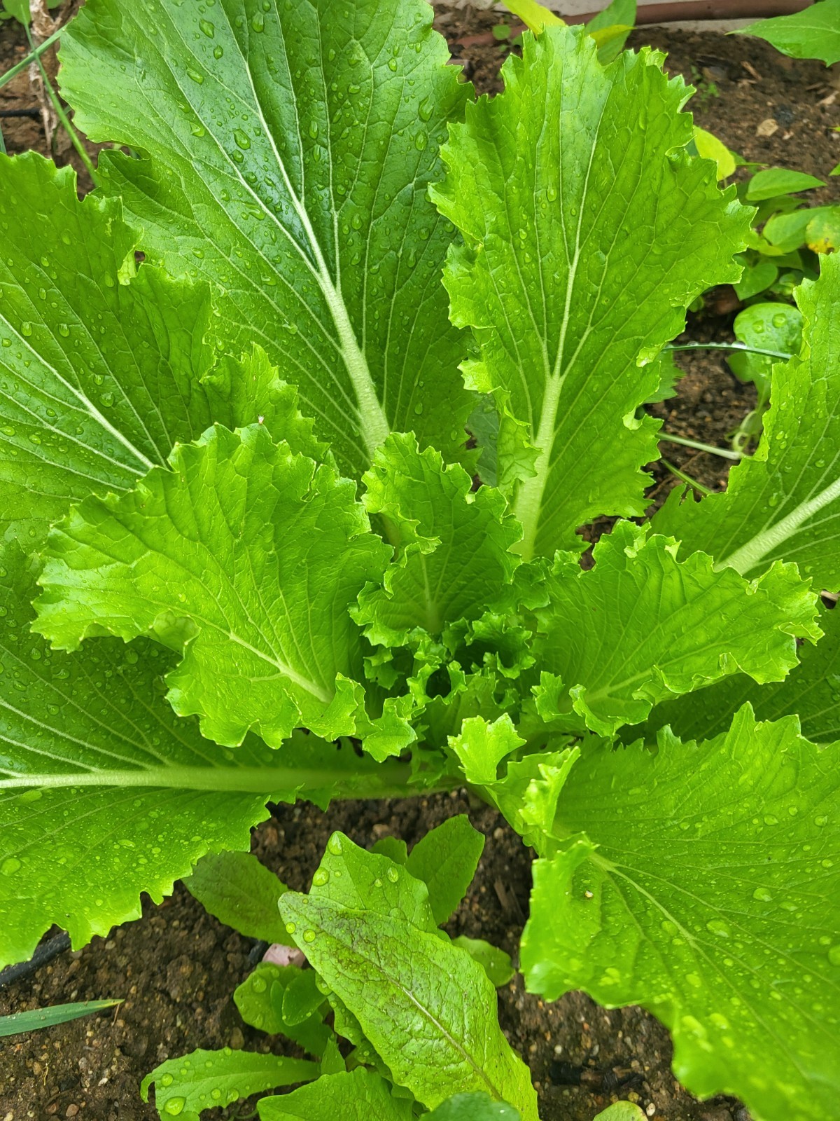 500 Napa Cabbage seeds, Chinese Cabbage 中国大白菜种子