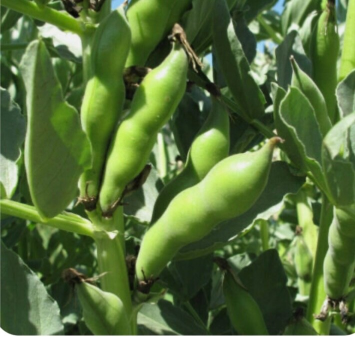 30 ORGANIC HEIRLOOM BROAD DRIED BEANS/FAVA BEANS PLANTING SEEDS NON-GMO EDIBLE