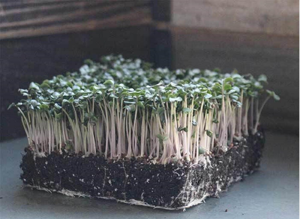 Snowball Improved Cauliflower MICROGREEN Seeds | Non-GMO | Heirloom | Sprouting