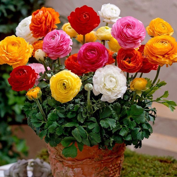 5 Mixed Ranunculus Bulbs (Claws) Zone 8-10