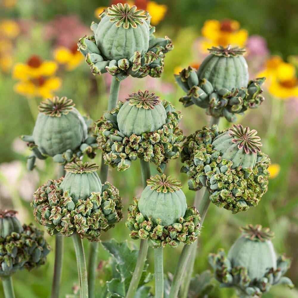 100 Hens and Chicks Poppy Flower Seeds