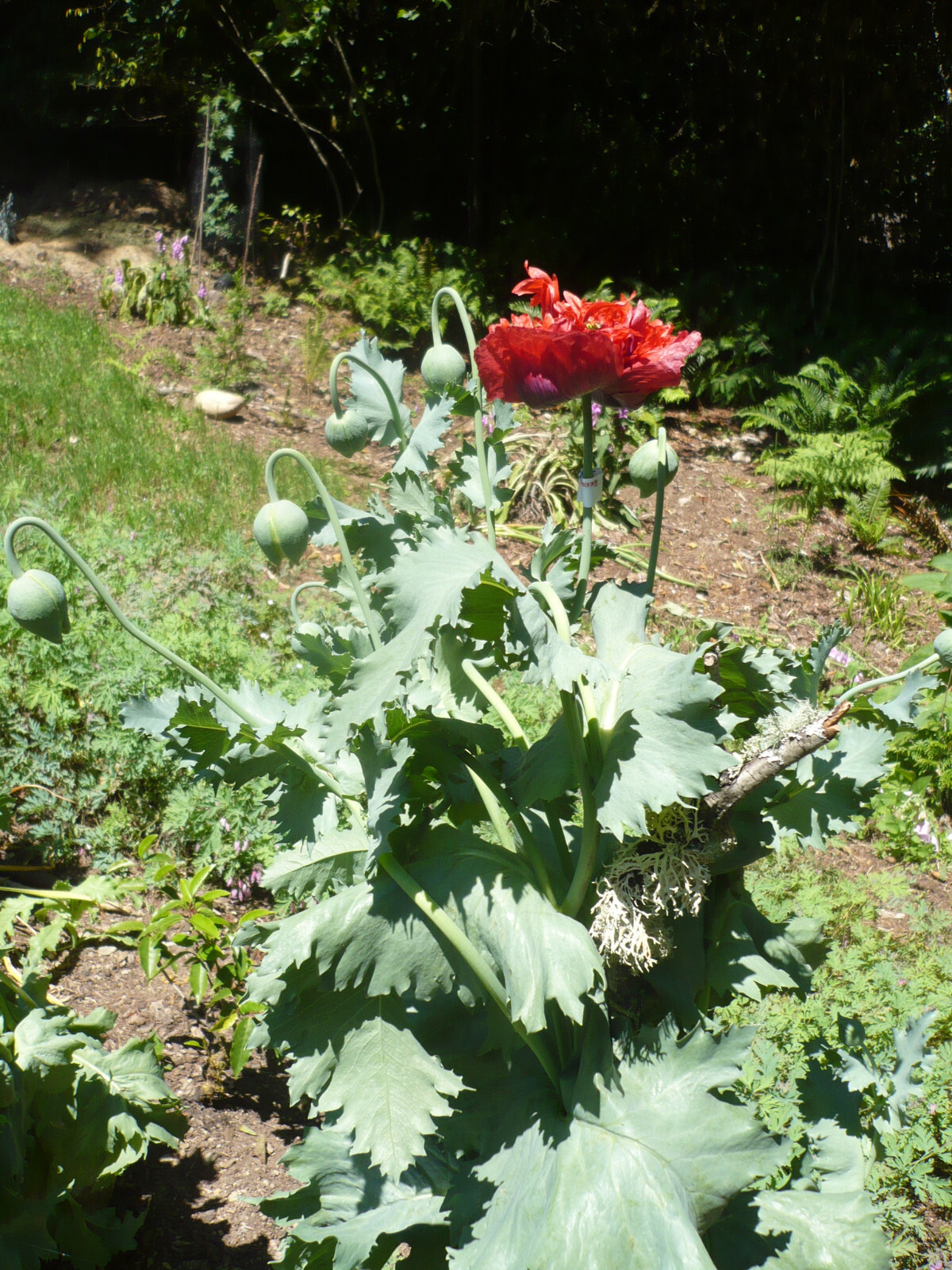 Summer Special! Papaver S. Poppy Mix 1 TSP 10,000 Seeds All Colors PoppyQueen👑