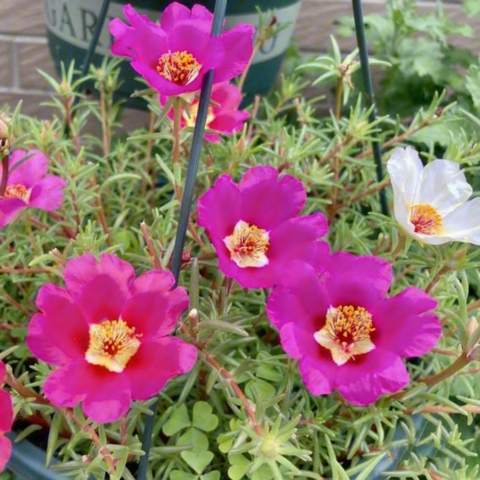 Mixed Color Portulaca Grandiflora Seeds, 20000 Double Moss Rose Seeds for Pla…