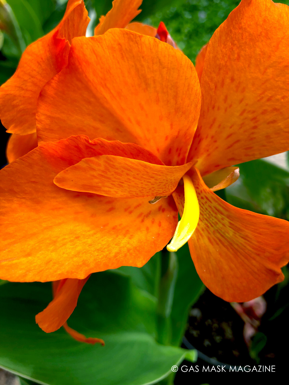 Orange Shades Cannova Canna Lily Live Plant Rhizome