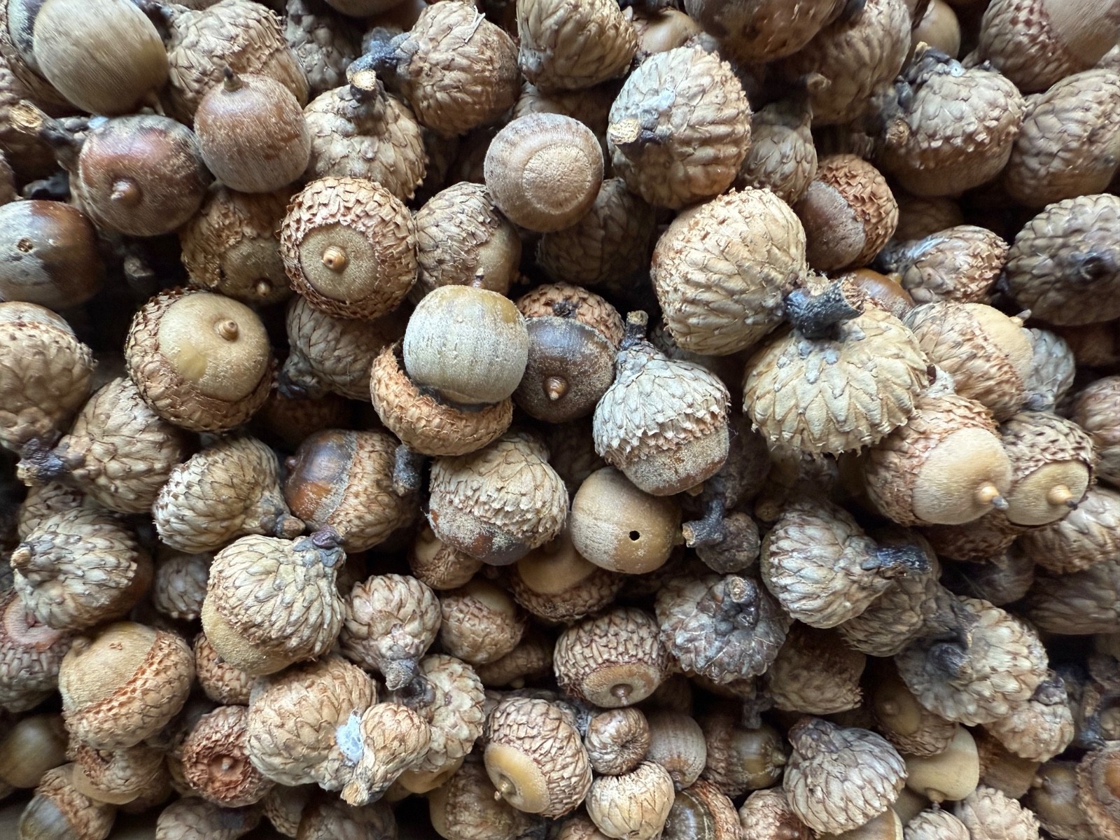 60 BLACK OAK ACORNS for Seeds or Crafts Fresh 2025 From PA FREE SHIPPING