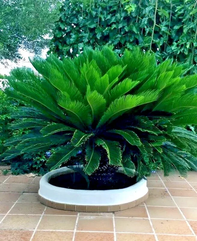 King Sago Palm Seeds (Cycas Revoluta) Rare Tropical Prehistoric Cycad Hardy-8