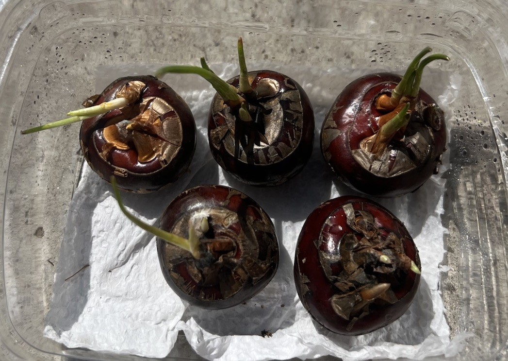 5Pcs Water Chestnut Eleocharis Dulcis Ready to Plant