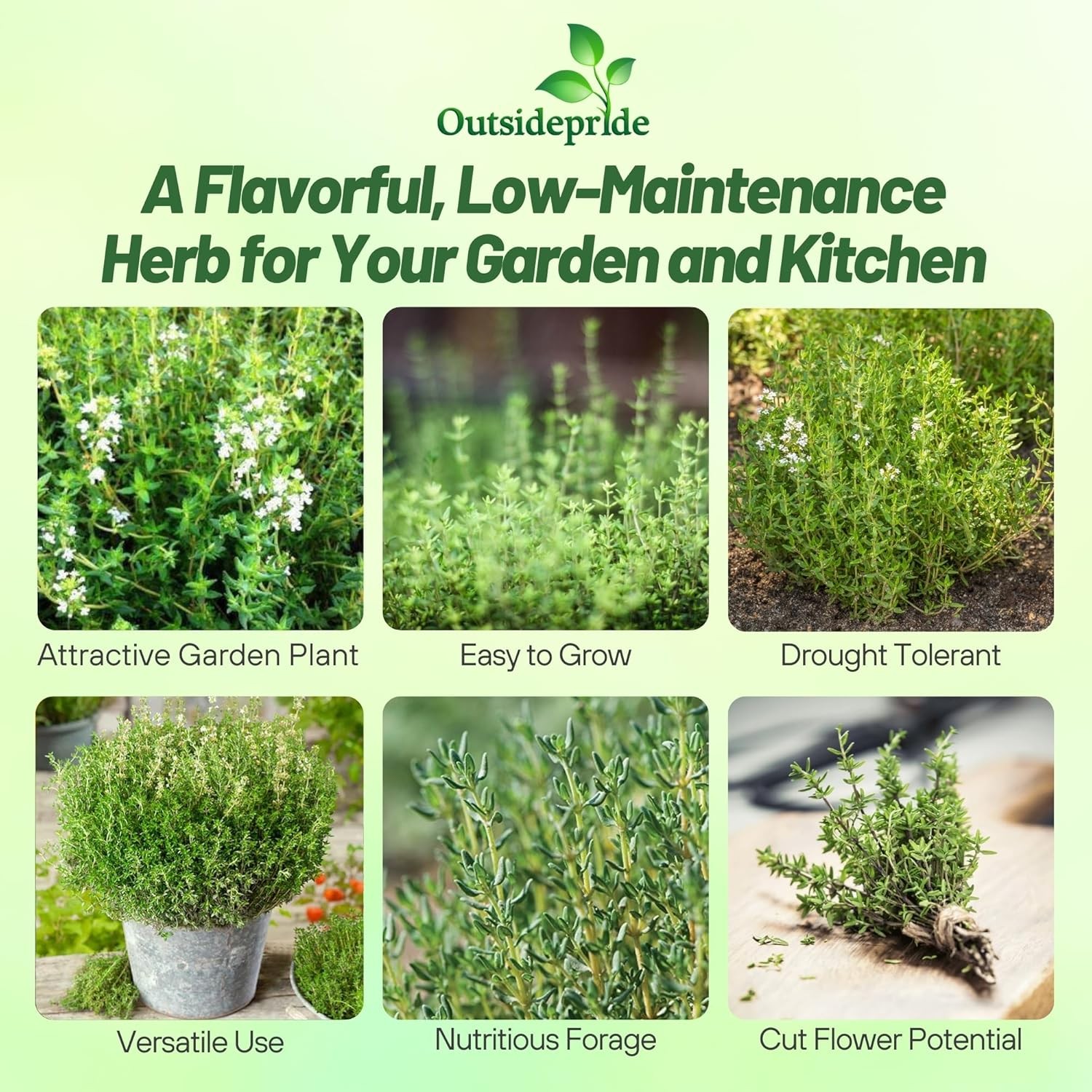 1 OZ Thyme Seeds – Thymus Vulgaris Drought Tolerant Herb Garden Plant Seed