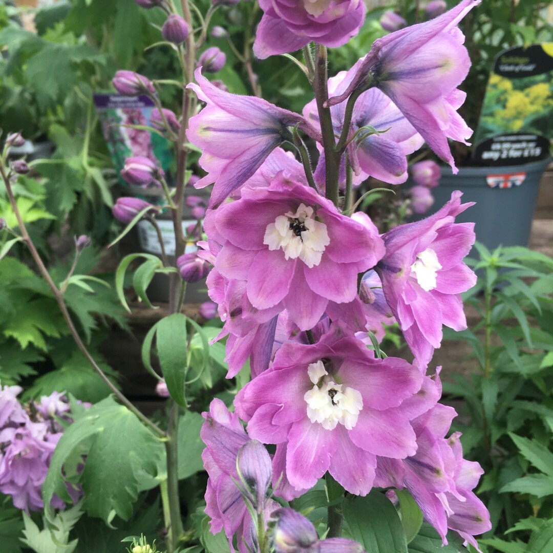 50 Delphinium Seeds Excalibur Lilac Rose With White Bee Perennial Seeds