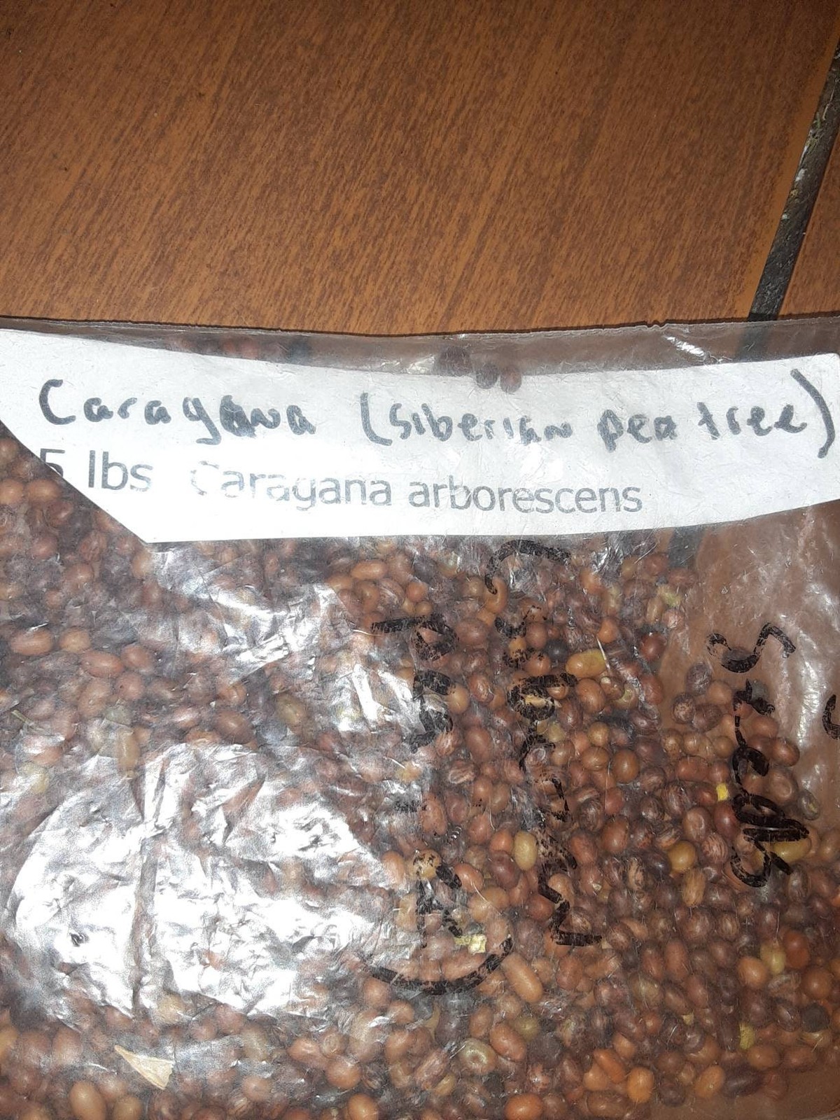 Siberian Pea Tree Seeds Caragana Arborescens Caragana Shrub Seed Pack