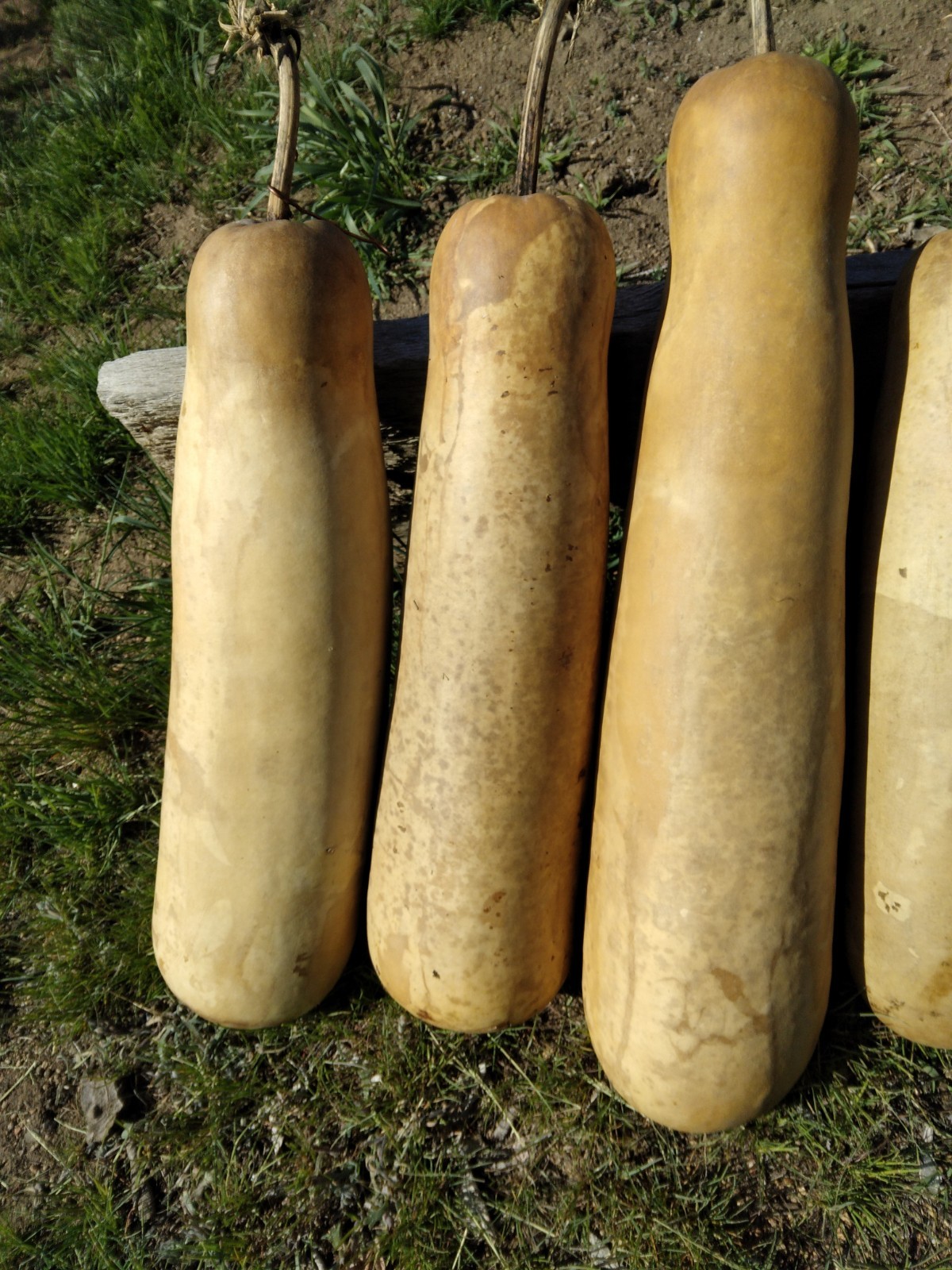 XL Bottle Gourd Nandini F1 Bangladeshi Deshi Lau 19″-23″ Long 5-6″ Wide