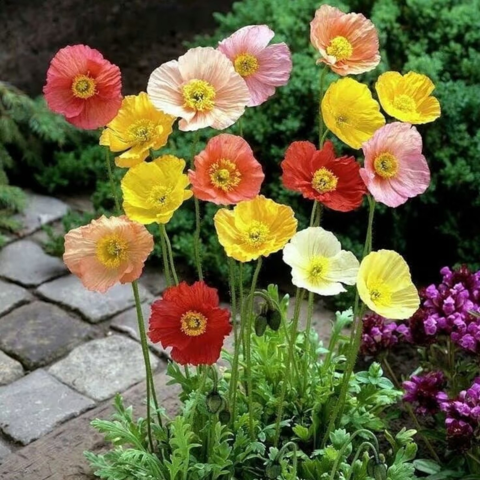 1000 Iceland Poppy Seeds Mixed Colors – Papaver nudicaule for Pots & Gardens