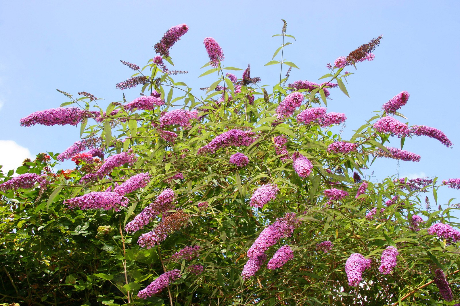 50 VIOLET PURPLE BUTTERFLY BUSH Buddleia Davidii Flower Seeds *Flat S/H